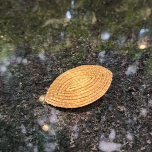 15311445654-whatsapp-image-2024-11-23-at-10-09-24.jpeg Presilha de Cabelo folha de Capim Dourado